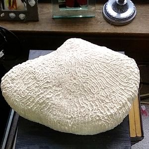 Hugh 🐟 fish coral